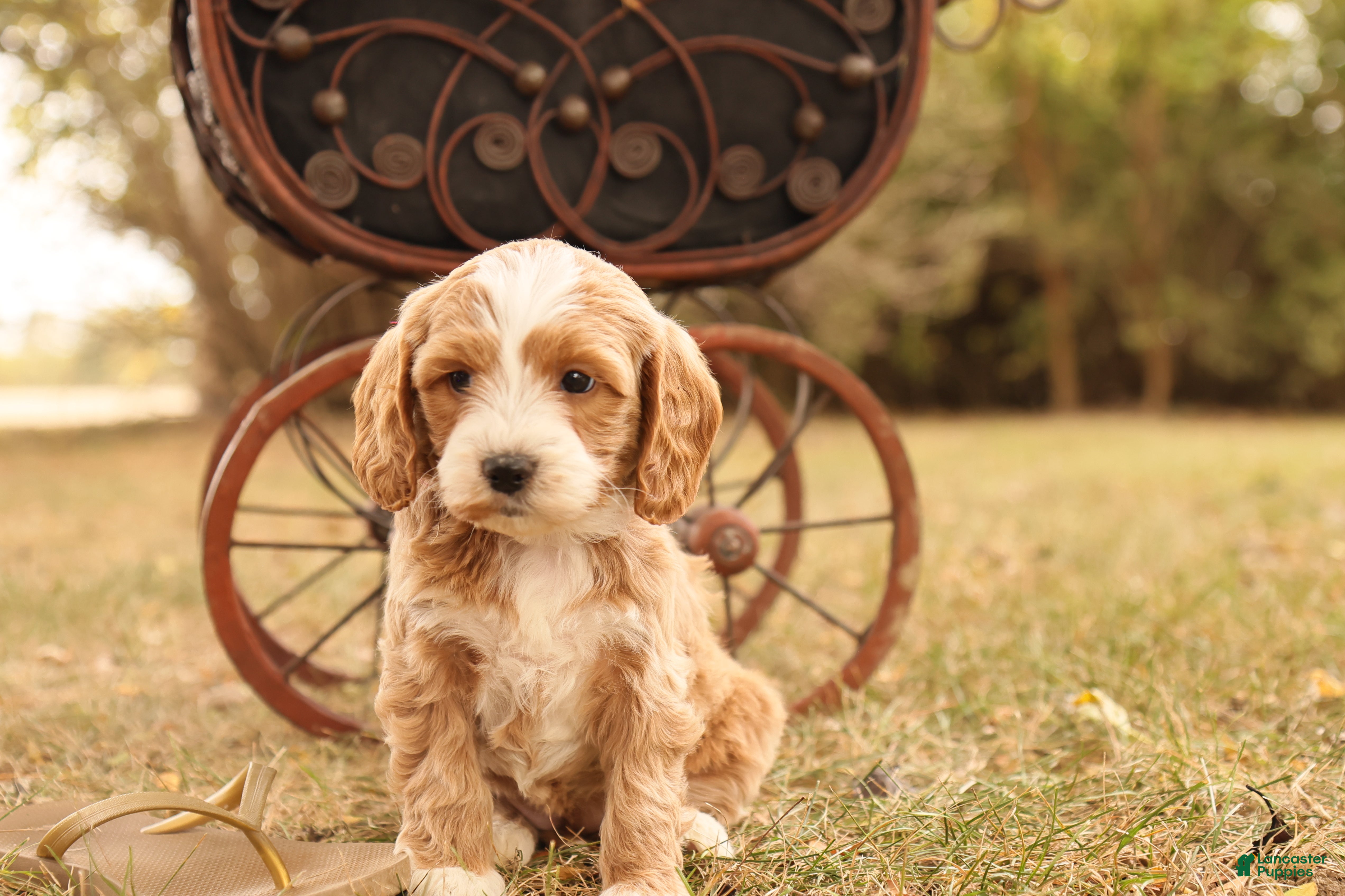 Mini Goldendoodle dogs Ginger - Ad 28