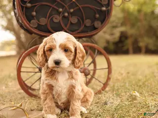 Mini Goldendoodle dogs Ginger - Ad 5