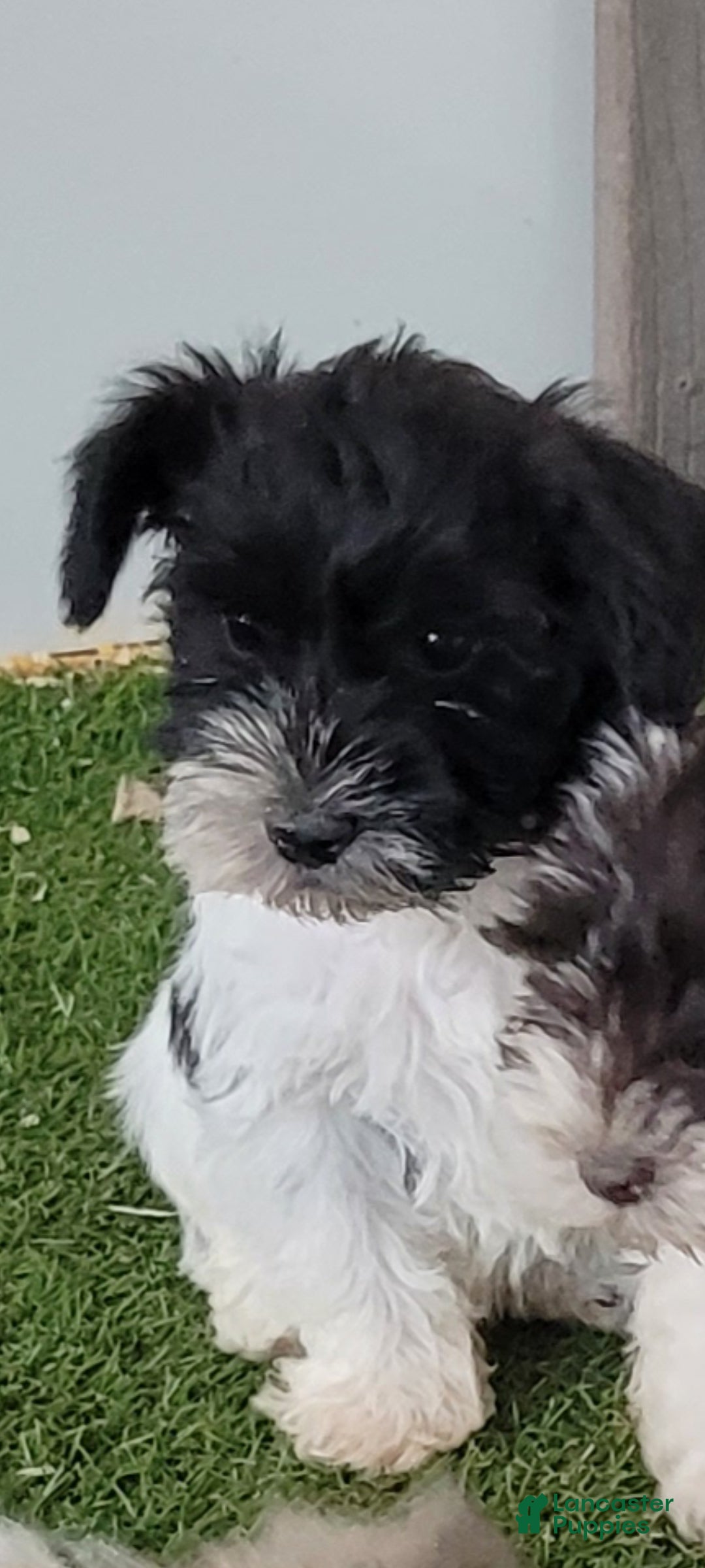 Miniature Schnauzer dogs AKC Tucker - Ad 1