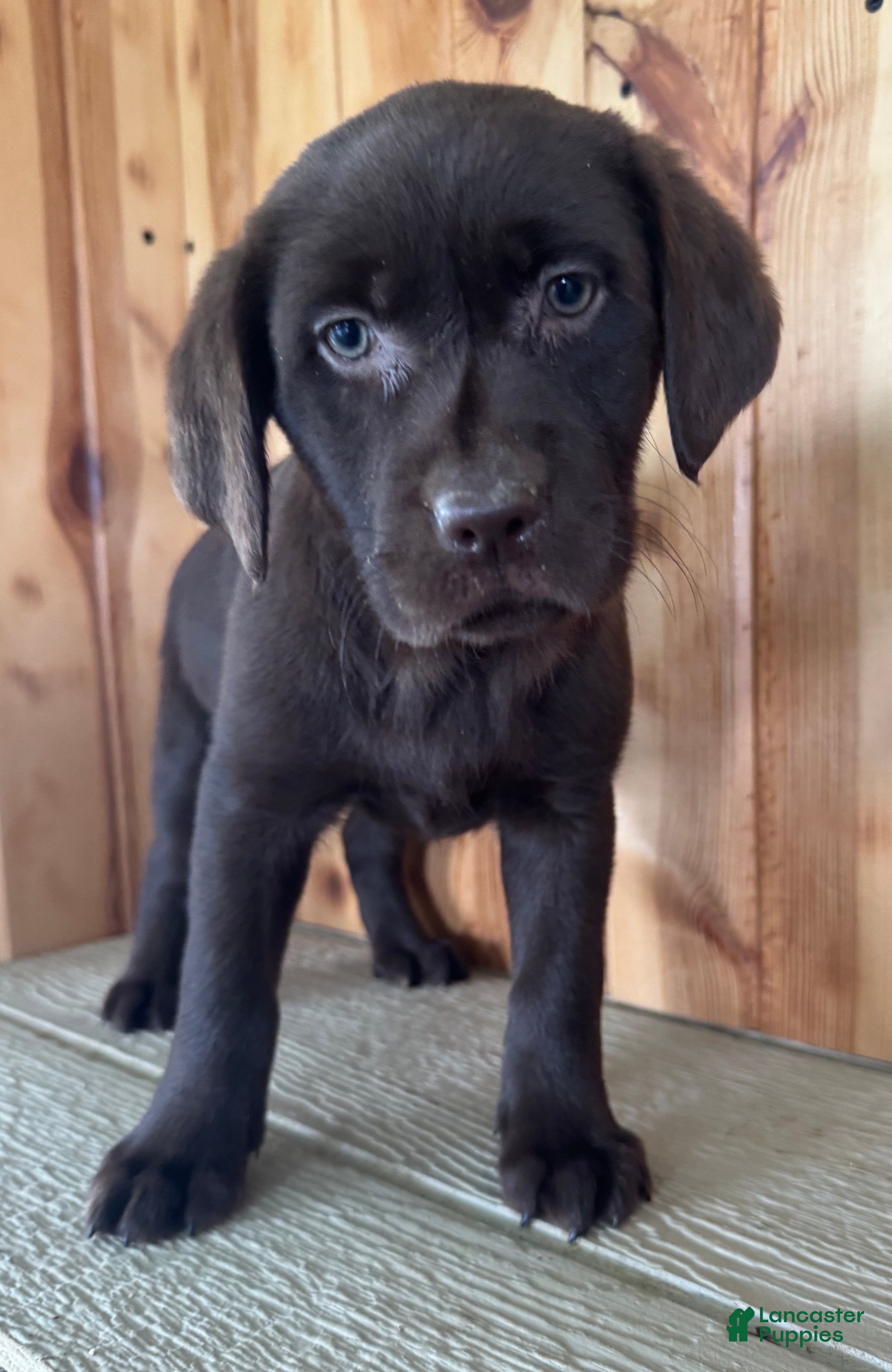Labrador Retriever dogs Fiona - Ad 1