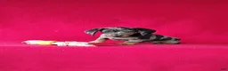 Miniature Dachshund dogs for sale: Delores - Ad 5