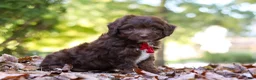 Mini Aussiedoodle dogs for sale: Cody - Ad 7
