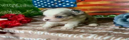 Chihuahua dogs for sale: Drysdale Long Coat - Ad 7