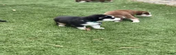 Pomsky dogs for sale: Flint - Ad 12