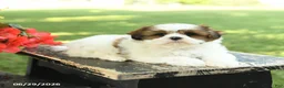Shih Tzu dogs for sale: Lily - Ad 3
