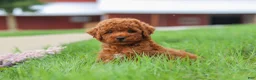 Miniature Poodle dogs for sale: Finn - Ad 11