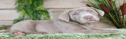 Labrador Retriever dogs for sale: Silver Sam - Ad 4