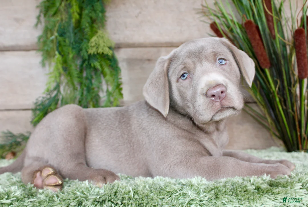 Labrador Retriever dogs for sale: Silver Sam - Ad 4