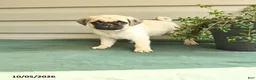 Pug dogs for sale: Smokey - Ad 1