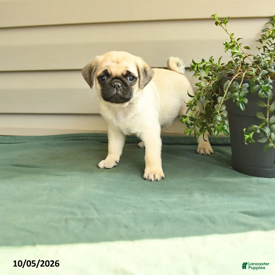 Pug dogs for sale: Smokey - Ad 1