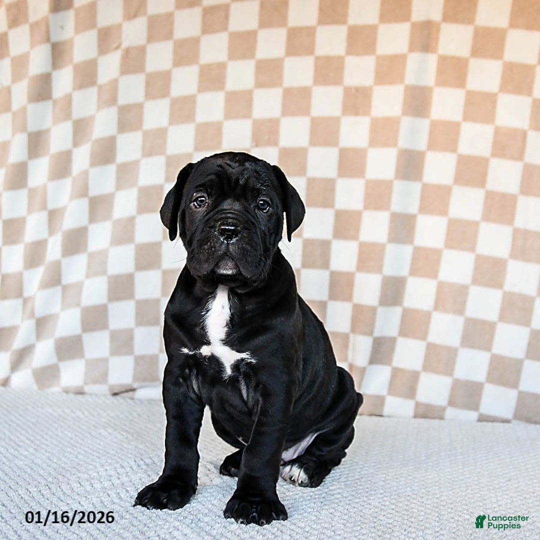 Cane Corso dogs for sale: Maggie - Ad 3