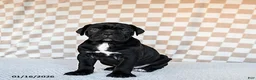 Cane Corso dogs for sale: Maggie - Ad 7