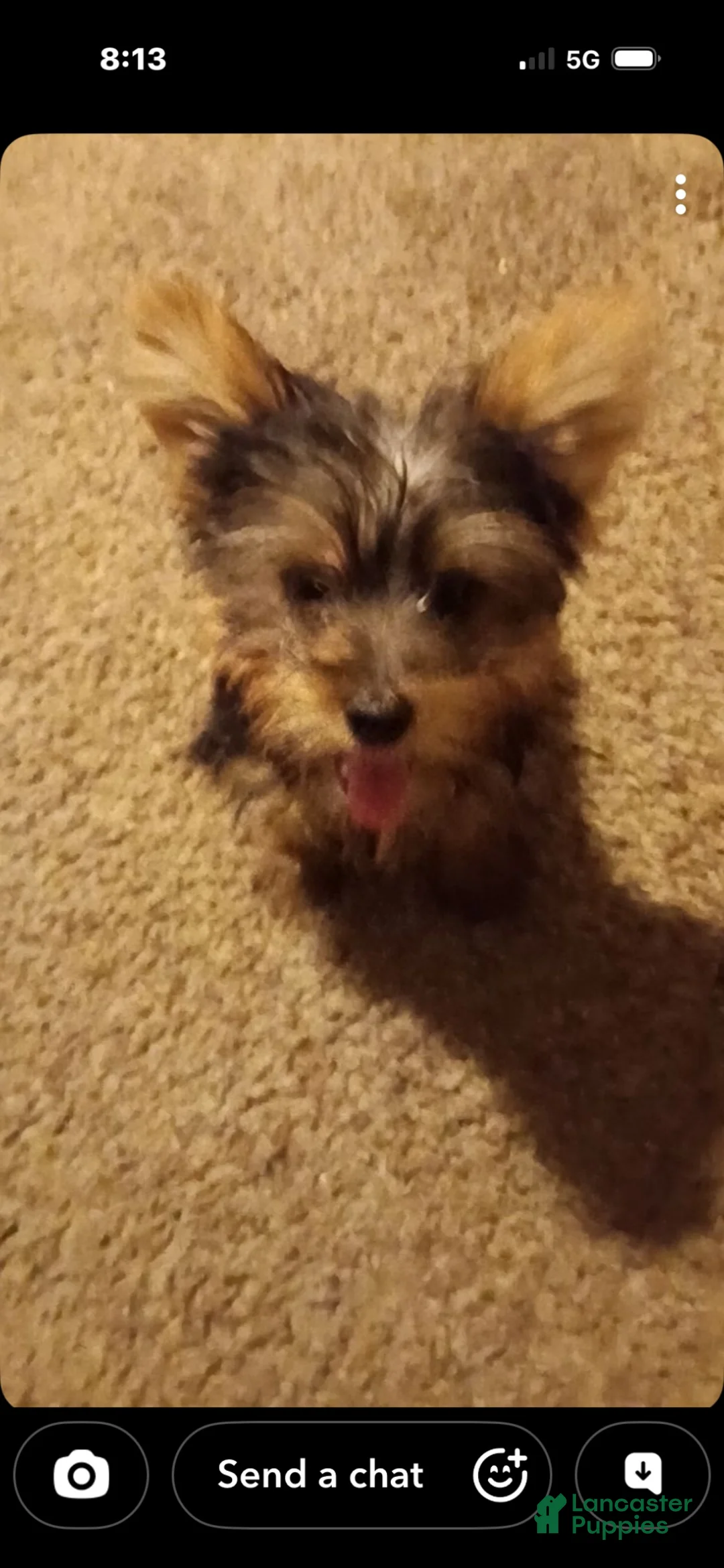 Yorkshire Terrier dogs for sale: Kelo Jr - Ad 5