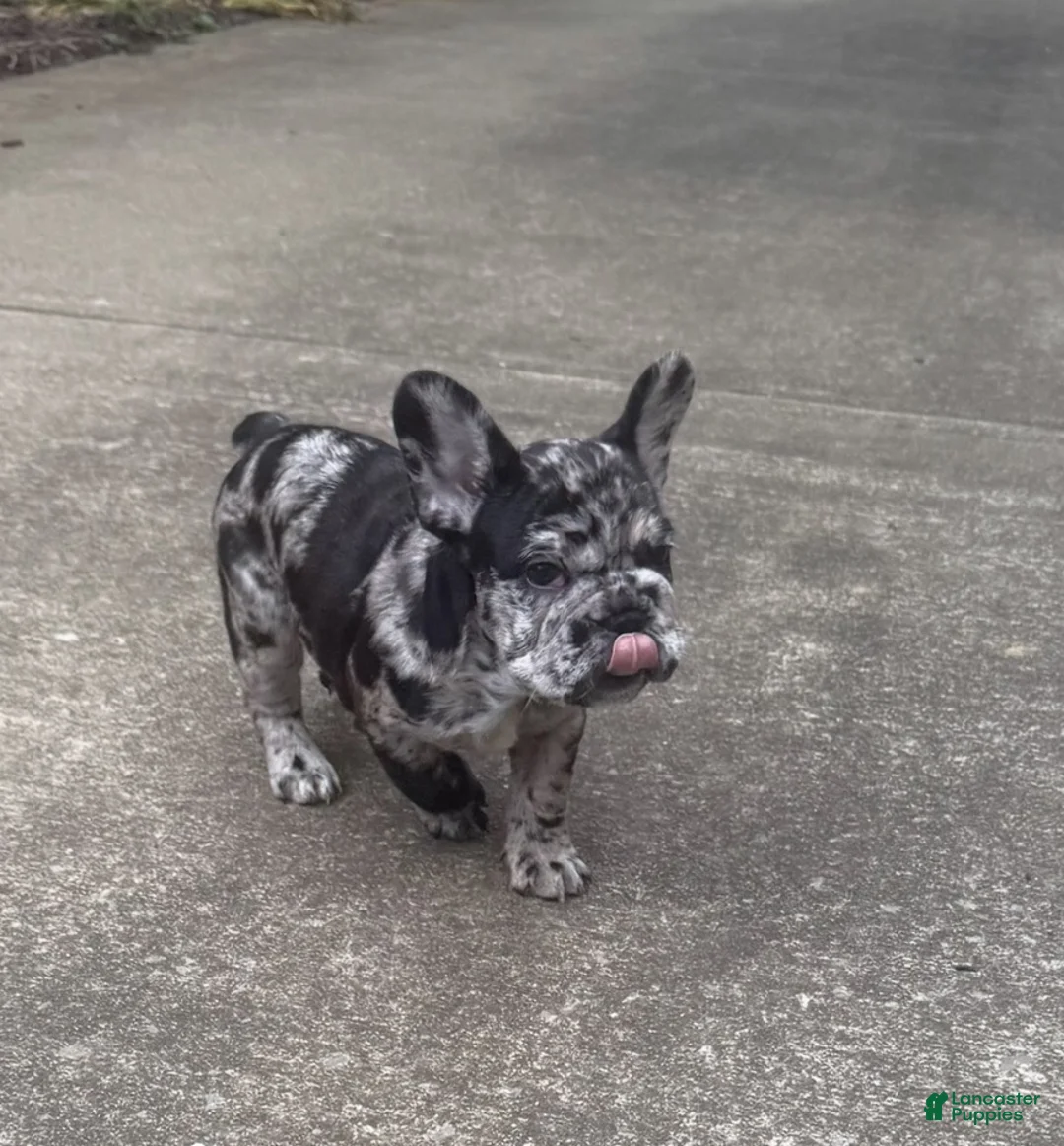 French Bulldog dogs for sale: French Bulldog 4 - Ad 5