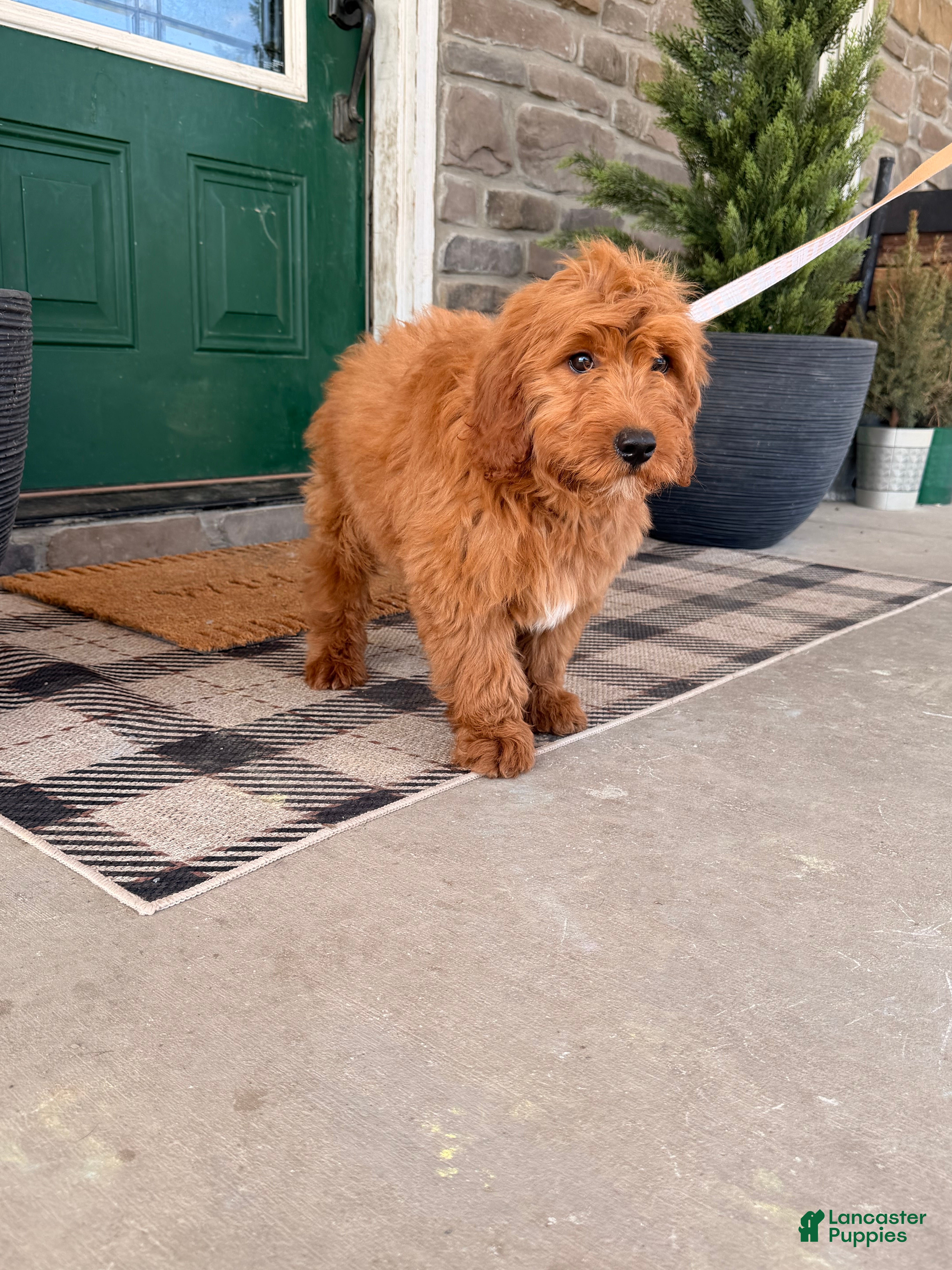 Goldendoodle dogs Goldendoodle Puppy 1 - Ad 2