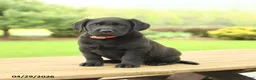 Labrador Retriever dogs for sale: Baxter - Ad 2
