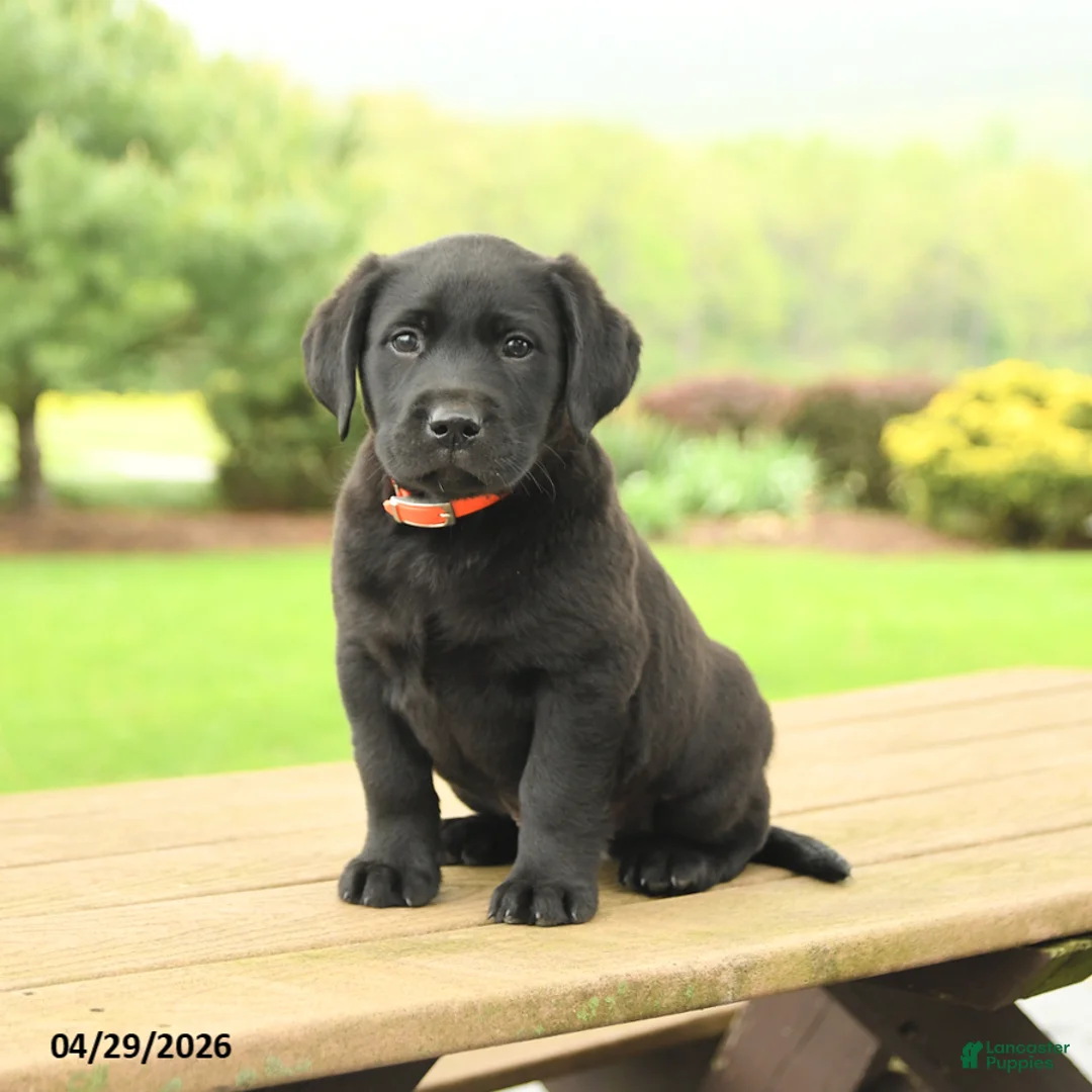 Labrador Retriever dogs for sale: Baxter - Ad 2