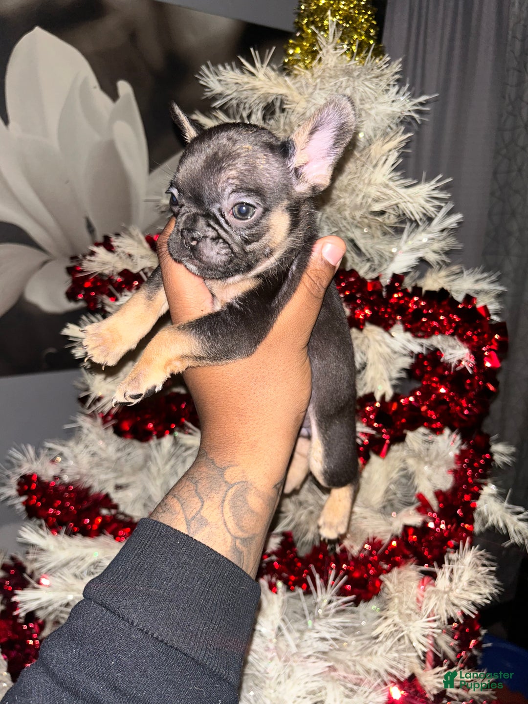 French Bulldog dogs for sale: Luna - Ad 3