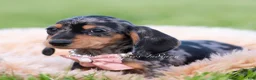 Miniature Dachshund dogs for sale: Daisy AKC - Ad 4