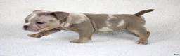 American Bully dogs for sale: Lilac Merle Male - Ad 2