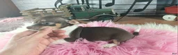 Chihuahua dogs for sale: Chocolate teacup Chihuahua girl. Hand delivery - Ad 7