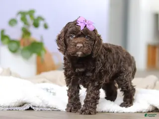 Cockapoo dogs Josie - Ad 6