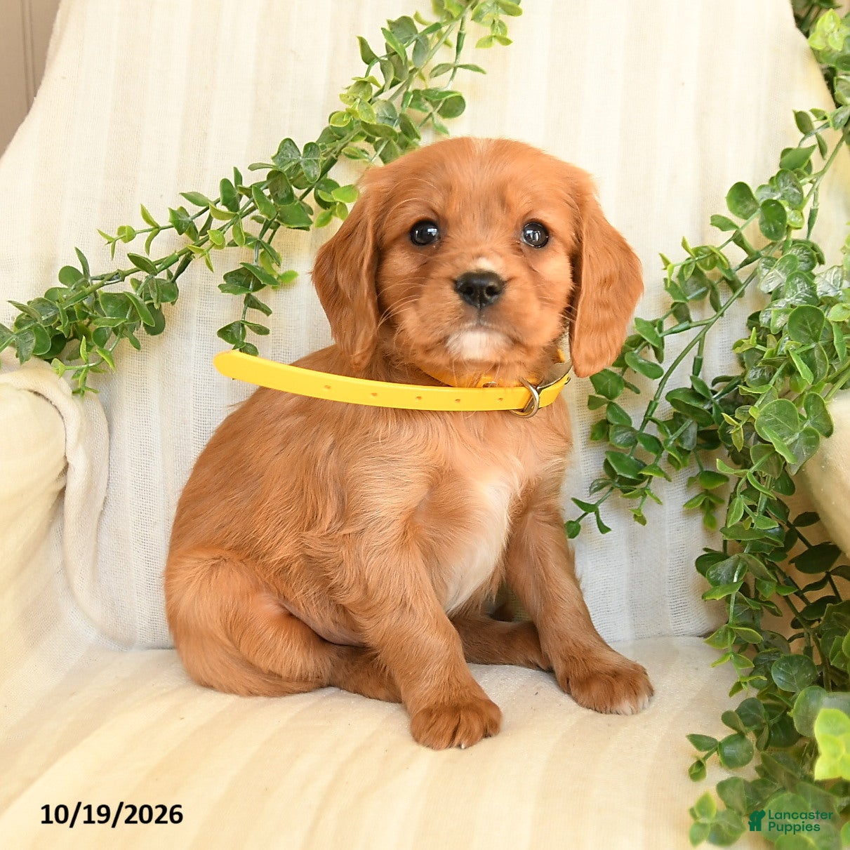 Miniature Golden Retriever dogs for sale: Milkyway - Ad 1