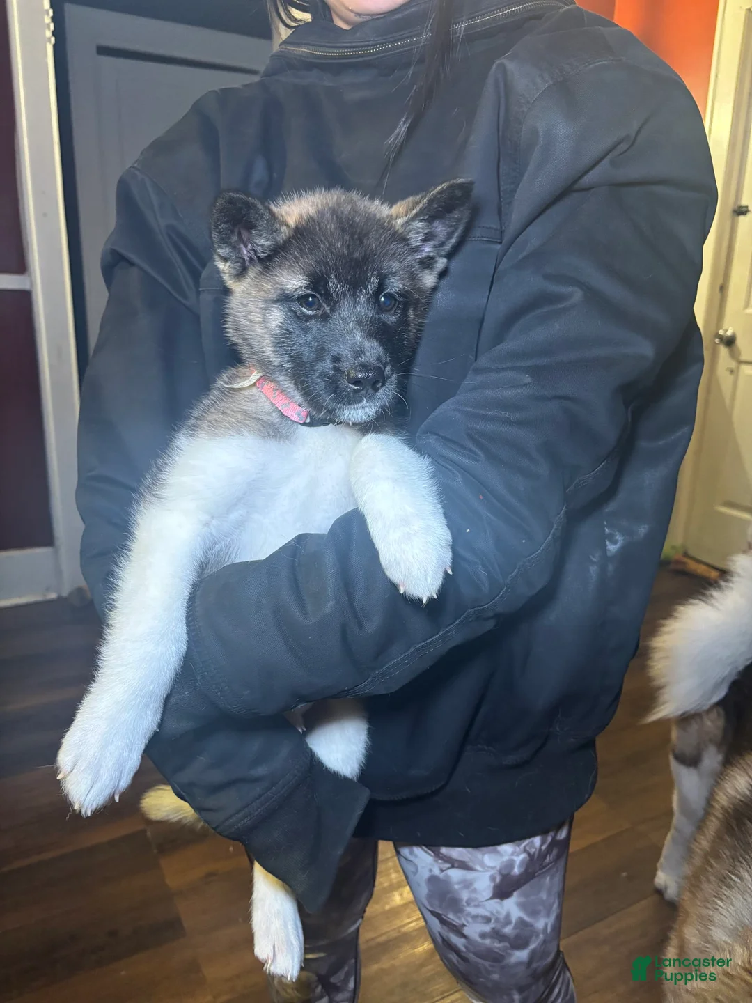 Gallery Image {{count}}