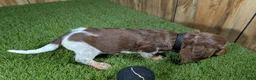 Miniature Dachshund dogs for sale: Sweetie Boy 6 - Ad 5