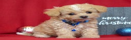 Maltipoo dogs for sale: Jax - Ad 2