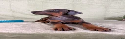 Doberman Pinscher dogs for sale: AKC Iris - Ad 3