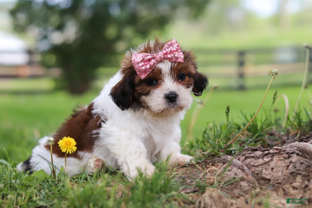 Shih Tzu dogs for sale: Hazel - Ad 5