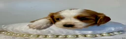 Cavalier King Charles Spaniel dogs for sale: Marco Cavalier King Charles Spaniel  - Ad 2