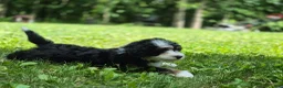 Bernedoodle dogs for sale: Bernedoodle 1 - Ad 4