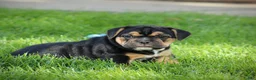 Beabull dogs for sale: Brooklyn - Ad 3