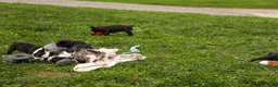 Frenchton dogs for sale: BUDDY - Ad 19