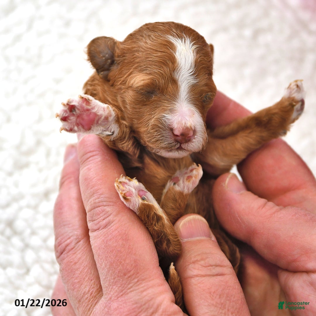 Mini Goldendoodle dogs for sale: Buttercup - Ad 4