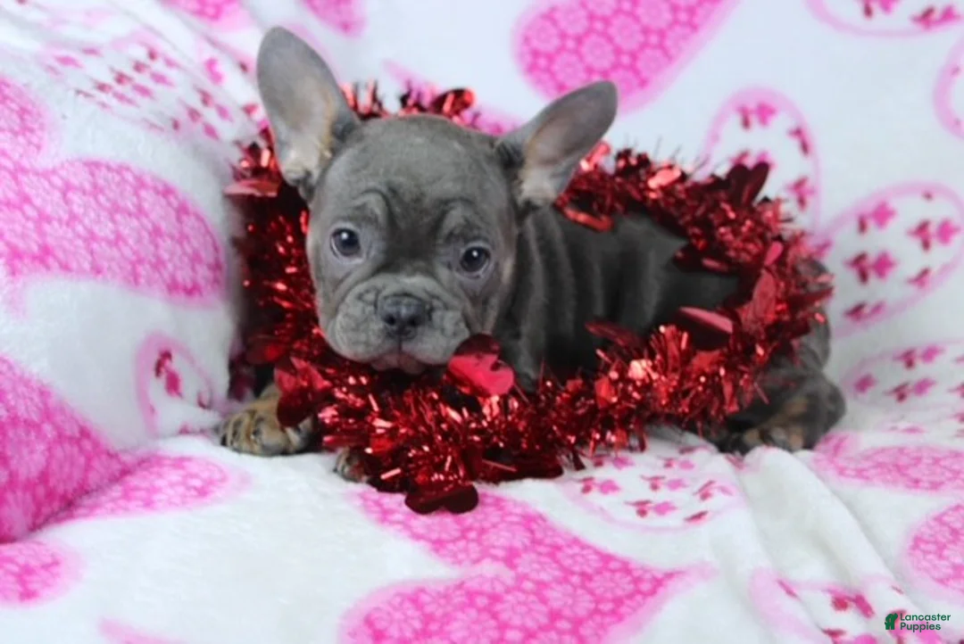 French Bulldog dogs for sale: Molly - Ad 4