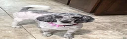Sheepadoodle dogs for sale: Jax💙SheepaDoodle - Ad 14
