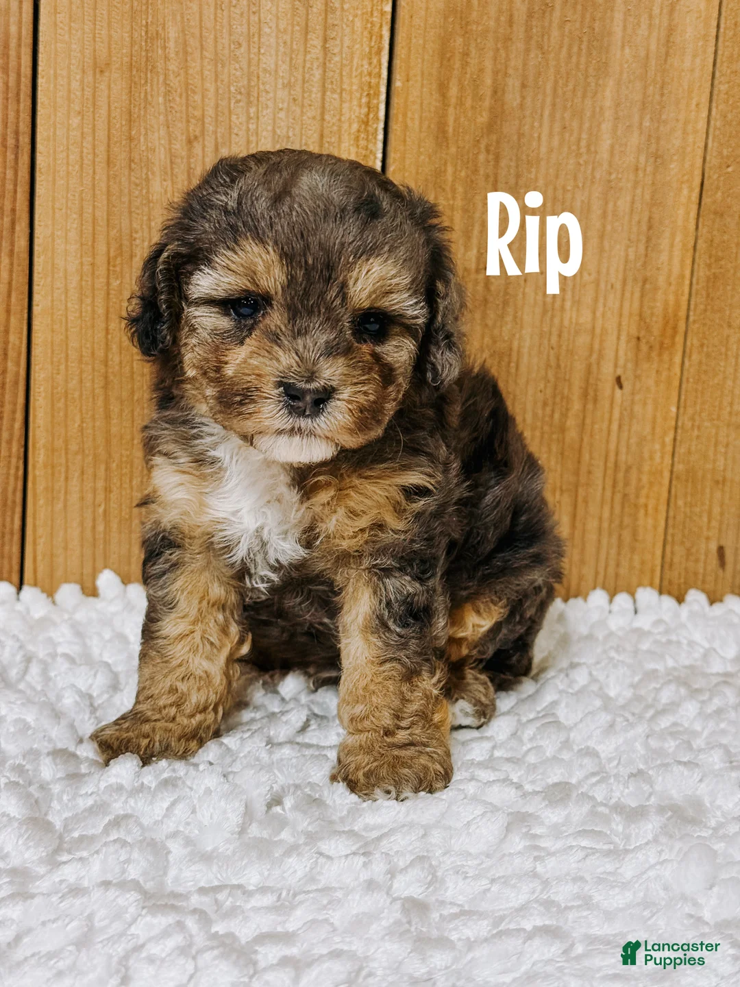 Cavapoo dogs for sale: Rip F1b Cavapoo Boy 🐶 - Ad 1