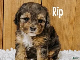 Cavapoo dogs Rip F1b Cavapoo Boy 🐶 - Ad 29
