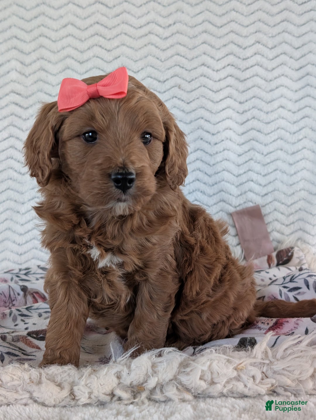 Goldendoodle dogs for sale: Gracie - Ad 9