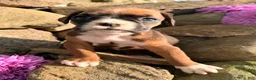 Boxer dogs for sale: Ziva Female AKC Boxer - Ad 3