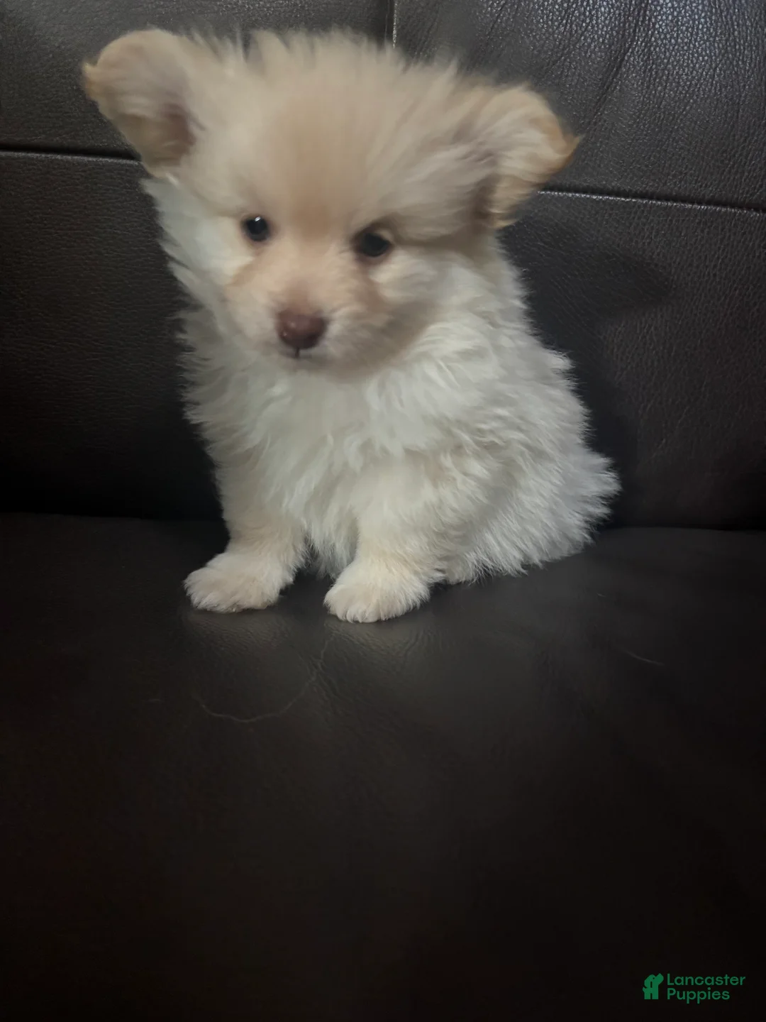 Mixed Breed dogs for sale: Mixed Breed Puppy 1 - Ad 2