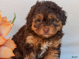 Havapoo dogs - Ad 40