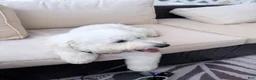 Maltipoo dogs for sale: Maltipoo 1 - Ad 3