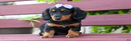 Miniature Dachshund dogs for sale: Sage 🐶 - Ad 9