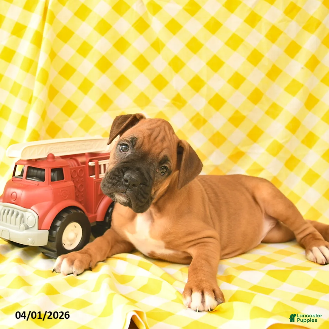 Boxer dogs for sale: Kelsey  - Ad 5