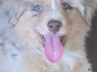 Australian Shepherd dogs Australian Shepherd Female 2 - Ad 2