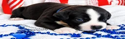 Mixed Breed dogs for sale: American Corso Blue Collar - Ad 6